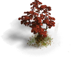 Schmaler roter Baum